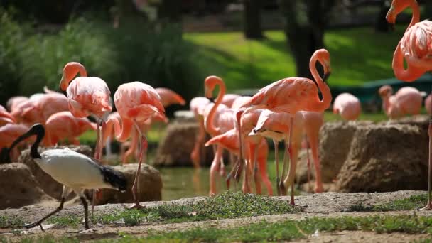 Groupe de Flamant Américain, fond vert de la nature .