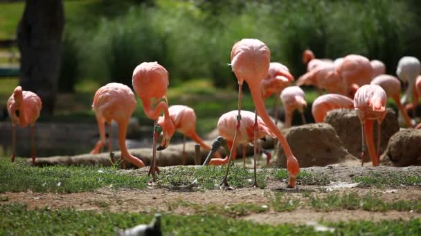 Groupe de Flamant Américain, fond vert de la nature .