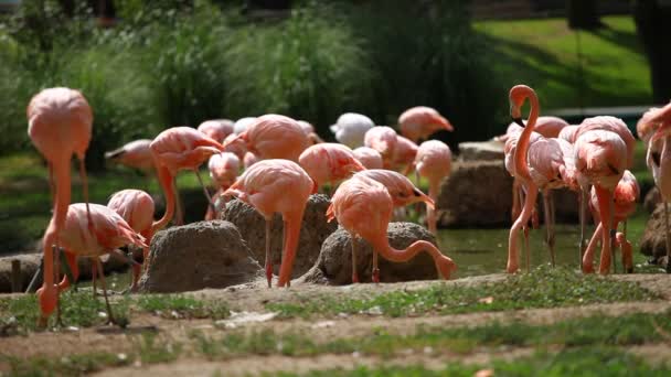 Groep van Amerikaanse flamingo, groene natuur achtergrond. — Stockvideo