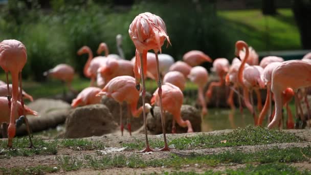 Grupp av amerikanska flamingo, grön natur bakgrund. — Stockvideo