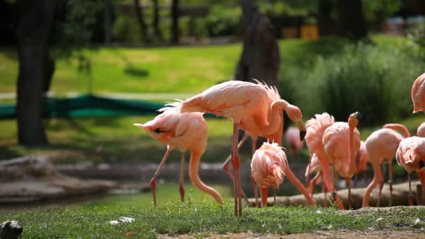 Amerikan flamingo, yeşil doğa arka plan grubu. — Stok video