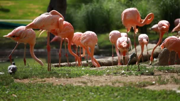Amerikan flamingo, yeşil doğa arka plan grubu. — Stok video