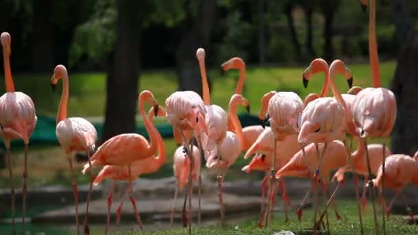 Group of American Flamingo, green nature background. — Stock Video