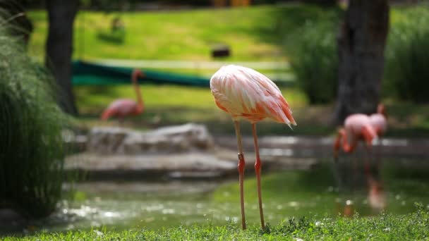 Group of American Flamingo, green nature background. — Stock Video