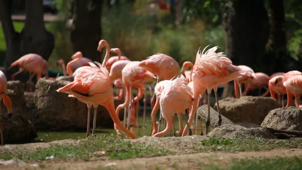 Groupe de Flamant Américain, fond vert de la nature .