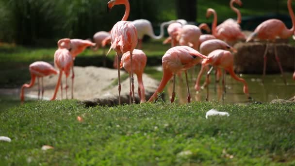 Groupe de Flamant Américain, fond vert de la nature .