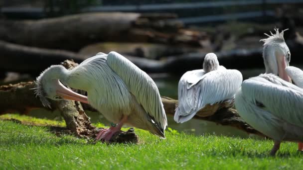 Pélican blanc (Pelecanus onocrotalus) debout sur l'herbe — Video