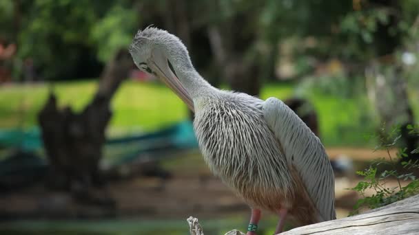 Pelikan (pelecanus onocrotalus) steht auf Gras — Stockvideo