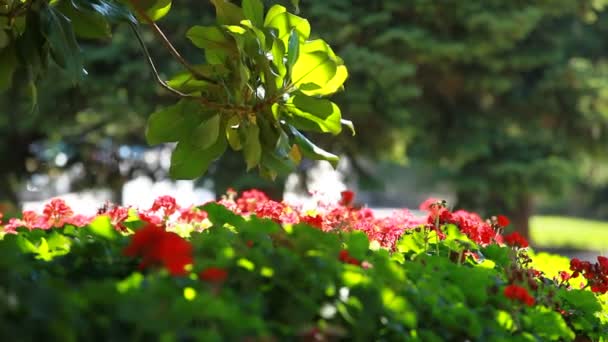 Parque de la ciudad en Madrid — Vídeos de Stock