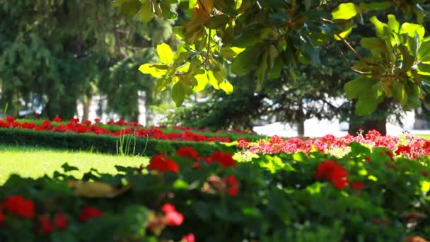 Parque de la ciudad en Madrid — Vídeos de Stock