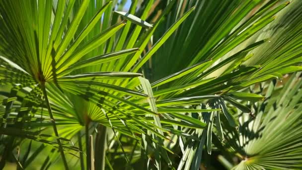 Groen en heldere palm bladeren in de wind over onscherpe achtergrond — Stockvideo