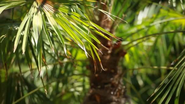 Hojas de palma verde y brillante en el viento sobre fondo borroso — Vídeos de Stock