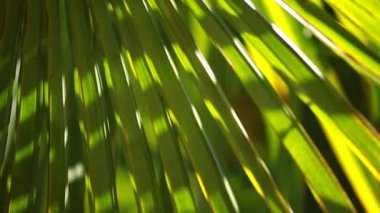 ve parlak yeşil palmiye rüzgarda bulanık arka plan üzerinde bırakır.