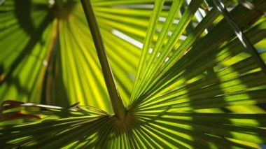 ve parlak yeşil palmiye rüzgarda bulanık arka plan üzerinde bırakır.