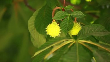 Görünüm'ün altındaki küçük yeşil kestane ağaçları ilkbahar bırakır.