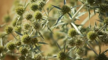 çöl bitki ve arka plan