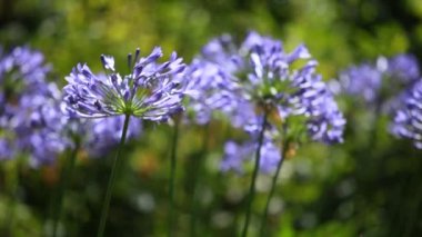 Agapanthus africanus 'un mavi çiçeği