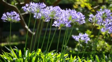 Agapanthus africanus 'un mavi çiçeği