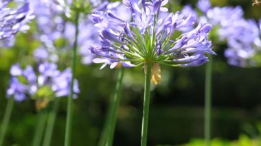 Agapanthus africanus 'un mavi çiçeği