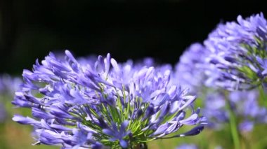 Agapanthus africanus 'un mavi çiçeği