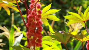 dal ev bahçe ve arka planı yeşil limon