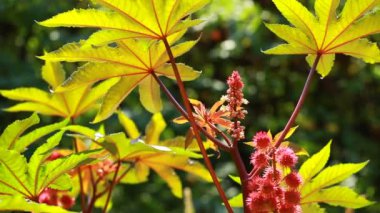 dal ev bahçe ve arka planı yeşil limon