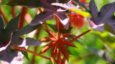 dal ev bahçe ve arka planı yeşil limon