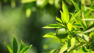 dal ev bahçe ve arka planı yeşil limon