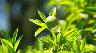 dal ev bahçe ve arka planı yeşil limon