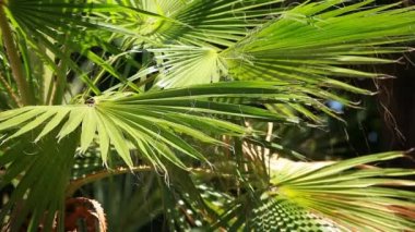 ve parlak yeşil palmiye rüzgarda bulanık arka plan üzerinde bırakır.