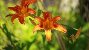 Turuncu lily güneşli bir bahçede çiçek