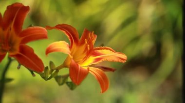 Turuncu lily güneşli bir bahçede çiçek