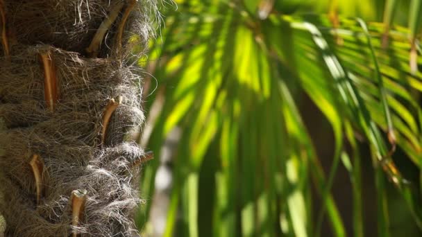 Groen en heldere palm bladeren in de wind over onscherpe achtergrond — Stockvideo