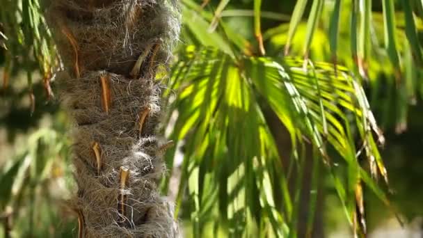 Feuilles de palmier vertes et lumineuses dans le vent sur fond flou — Video