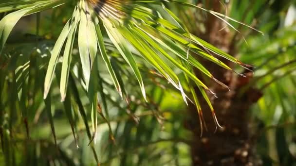 Groen en heldere palm bladeren in de wind over onscherpe achtergrond — Stockvideo
