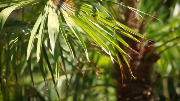 Gröna och ljusa palm lämnar i vinden över suddig bakgrund — Stockvideo