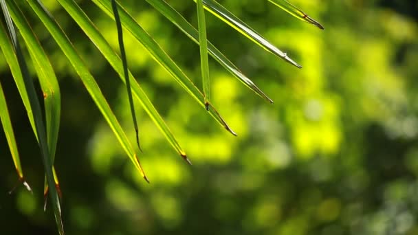 Zelené a světlé palm listy ve větru nad rozostřeného pozadí — Stock video