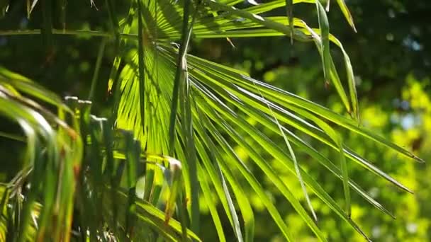 Hojas de palma verde y brillante en el viento sobre fondo borroso — Vídeo de stock