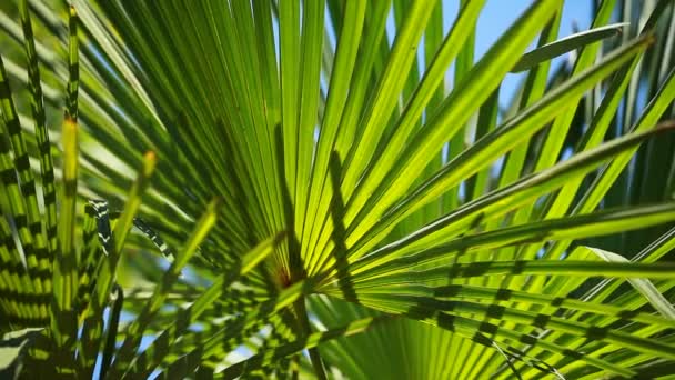 Green and bright palm leaves in the wind over blurred background — Stock Video