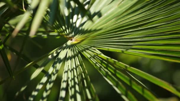 Feuilles de palmier vertes et lumineuses dans le vent sur fond flou — Video