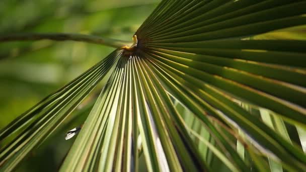 Ve parlak yeşil palmiye rüzgarda bulanık arka plan üzerinde bırakır. — Stok video