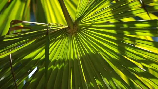 Groen en heldere palm bladeren in de wind over onscherpe achtergrond — Stockvideo