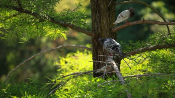 Голуб сидить на сосновому дереві — стокове відео