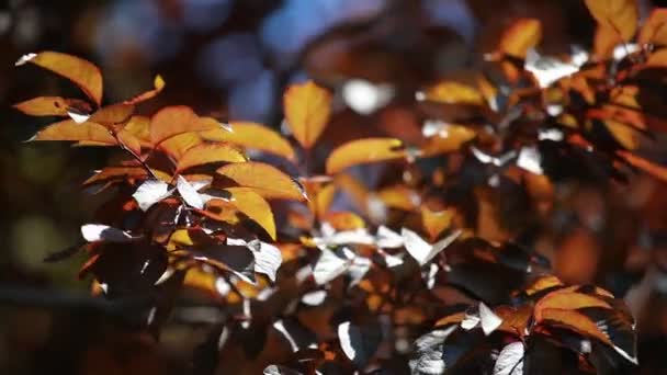 Folhas castanhas balançando ao vento . — Vídeo de Stock