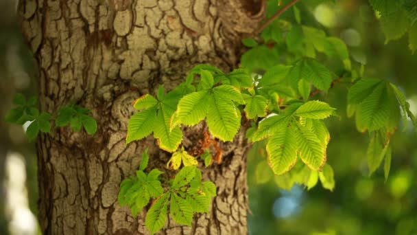 Vista sob pequenas folhas verdes castanheiros na primavera — Vídeo de Stock