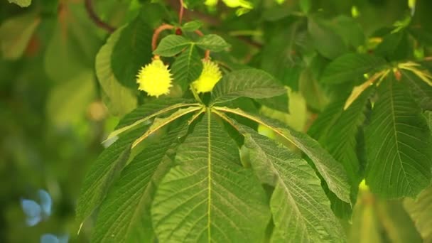 Вид под небольшими зелеными листьями каштанов весной — стоковое видео