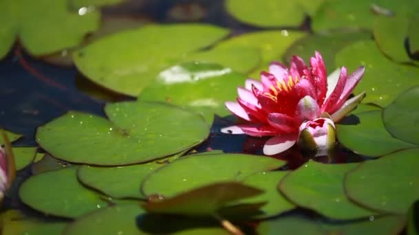 Flor de lirio de agua púrpura flotando en un estanque de lirios — Vídeo de stock