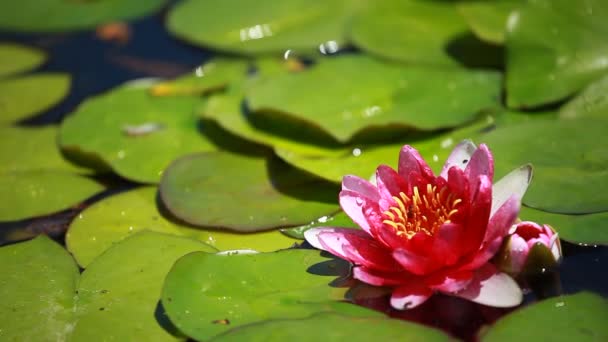 Giglio d'acqua viola fiore galleggiante in uno stagno giglio — Video Stock