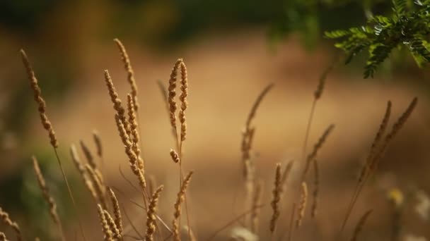 Ears of wheat — Stock Video