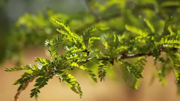 Albero verde acacia — Video Stock